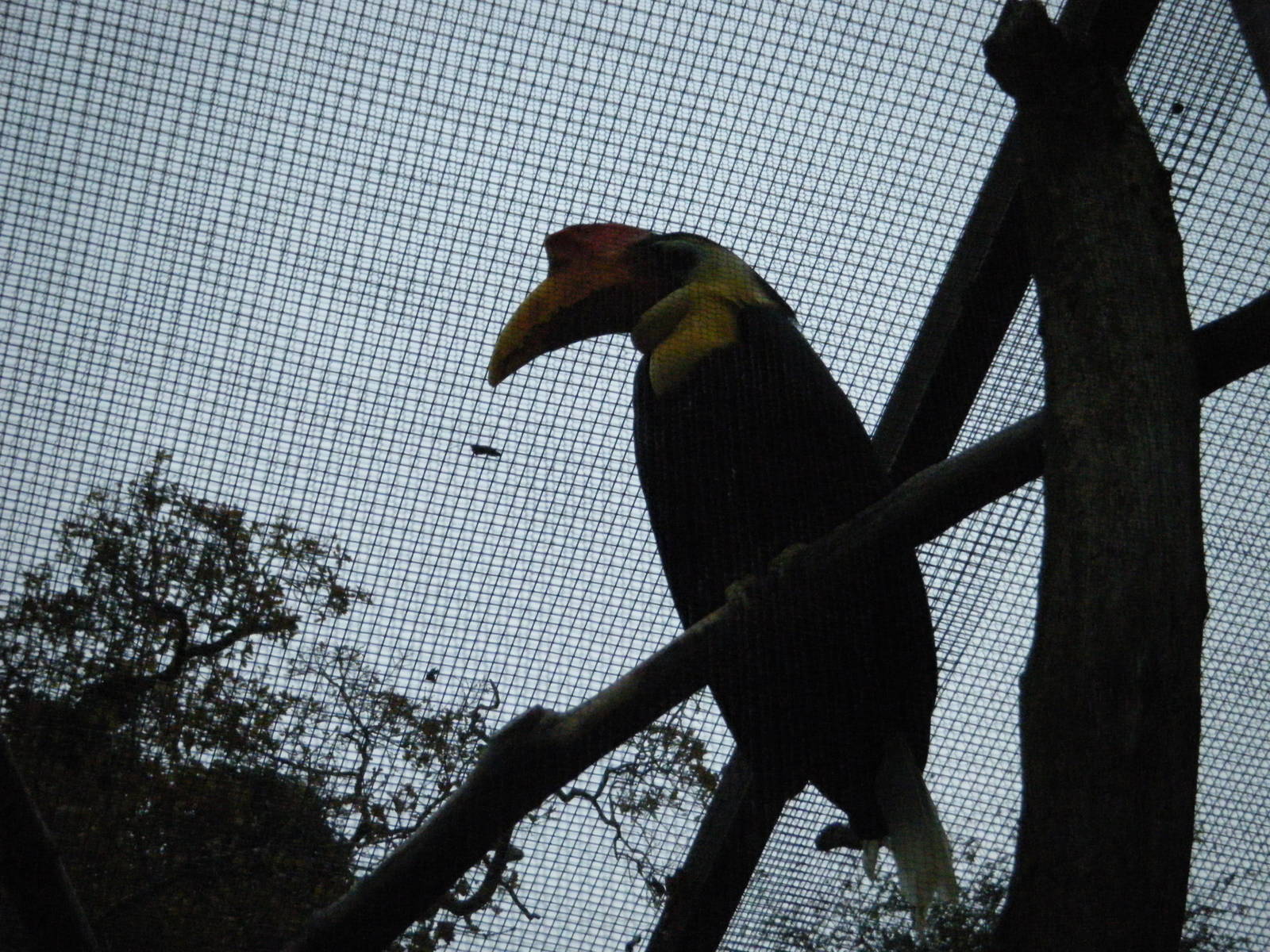 Sunda Wrinkled Hornbill
