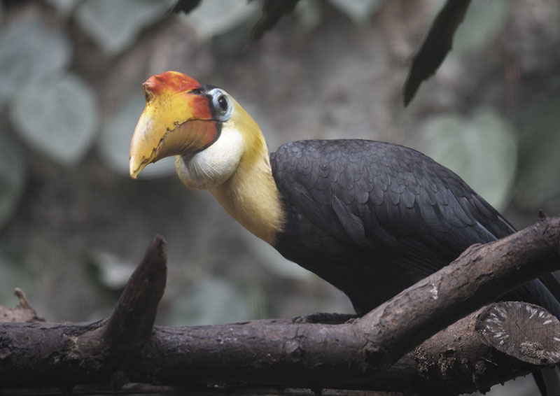 Sunda wrinkled hornbill