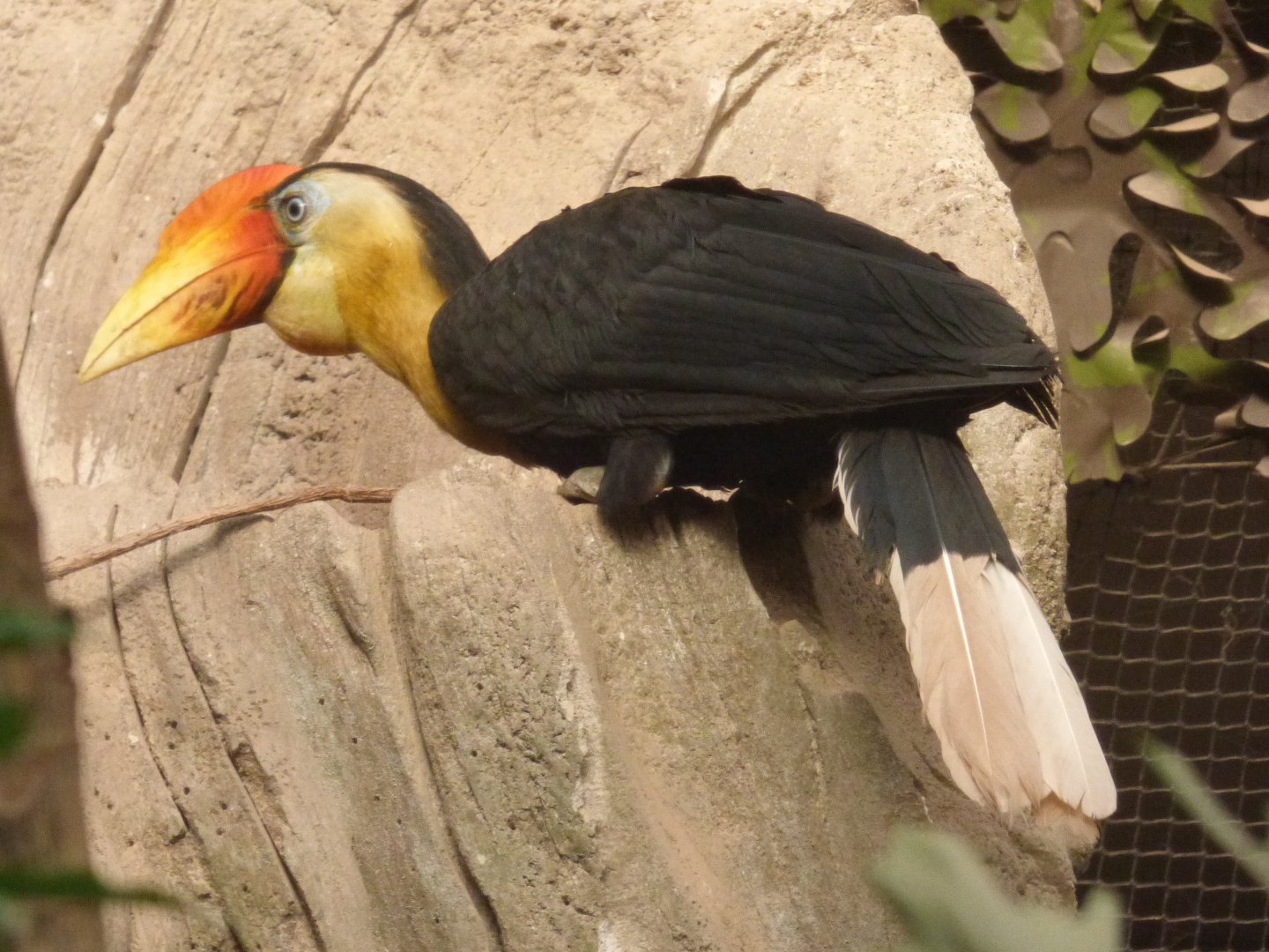 Sunda Wrinkled Hornbill