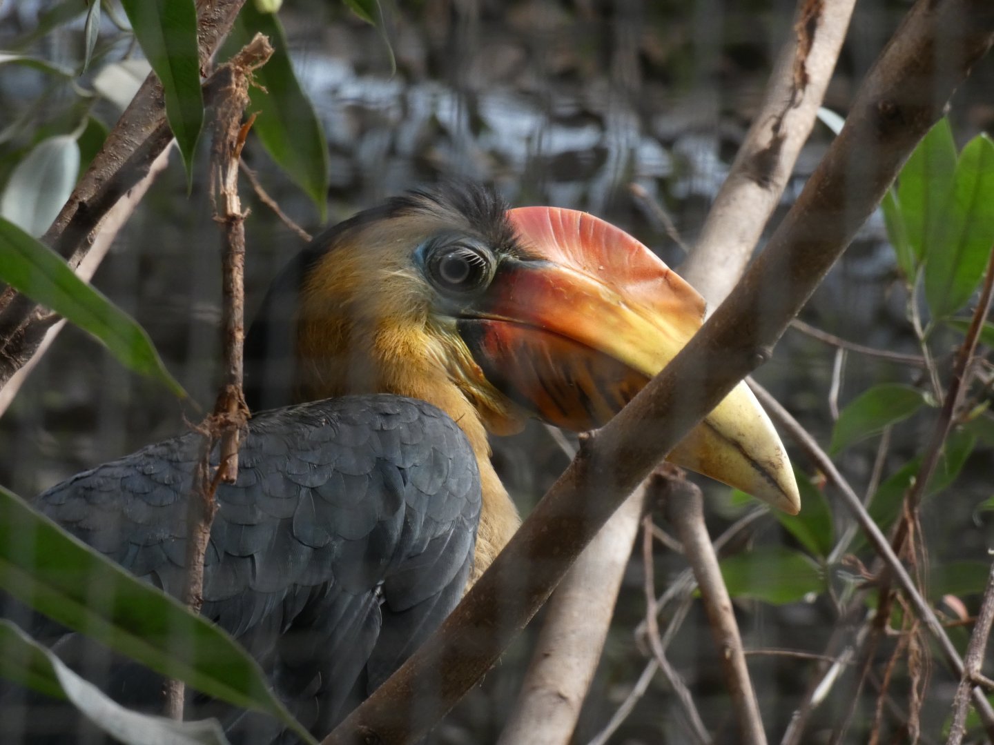 Sunda Wrinkled Hornbill