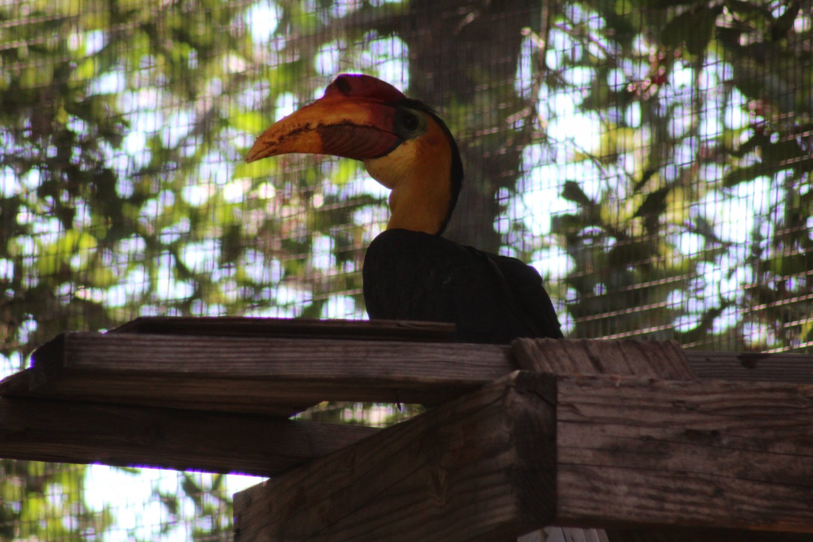 Sunda Wrinkled Hornbill