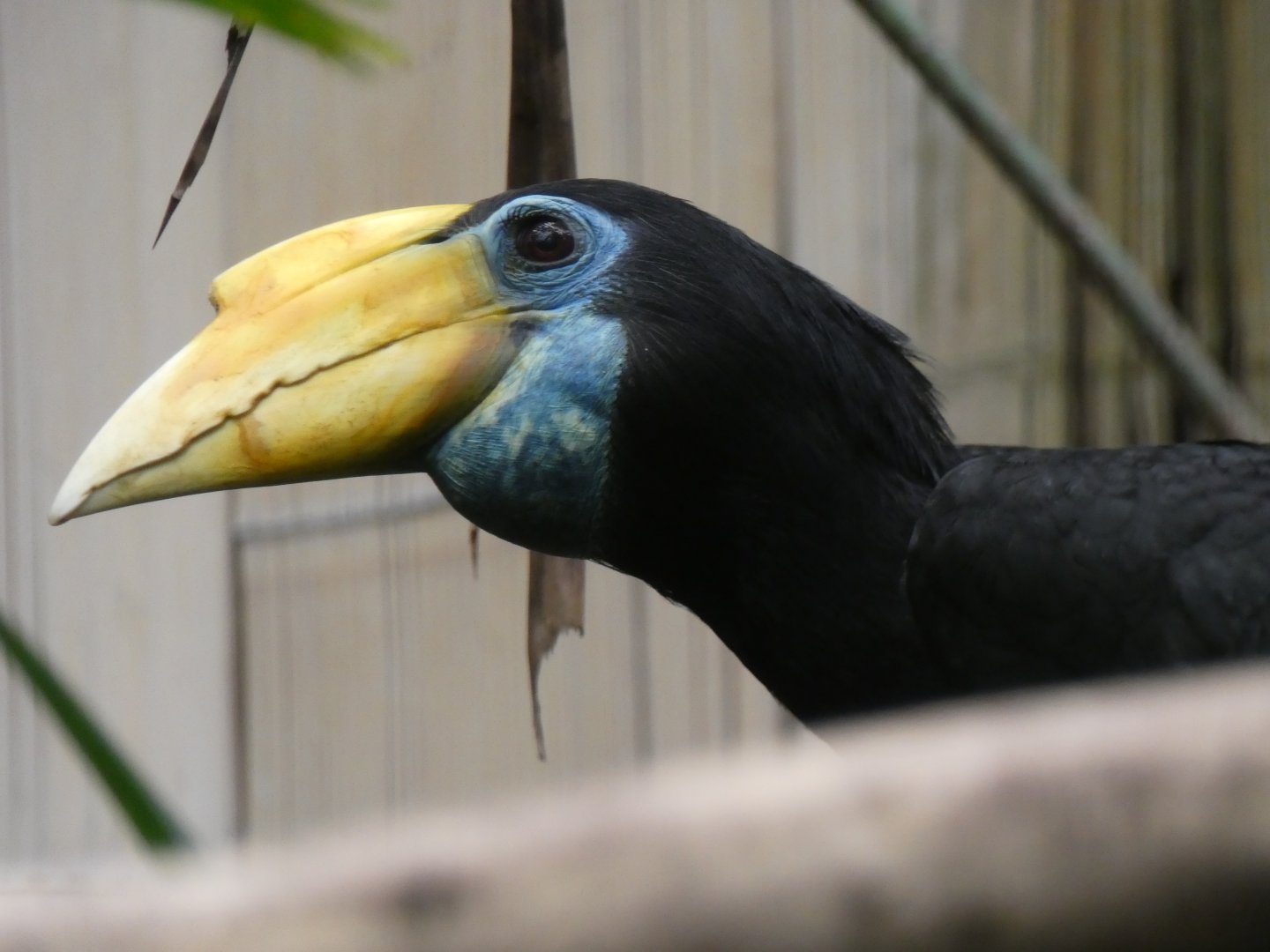 Sunda Wrinkled Hornbill