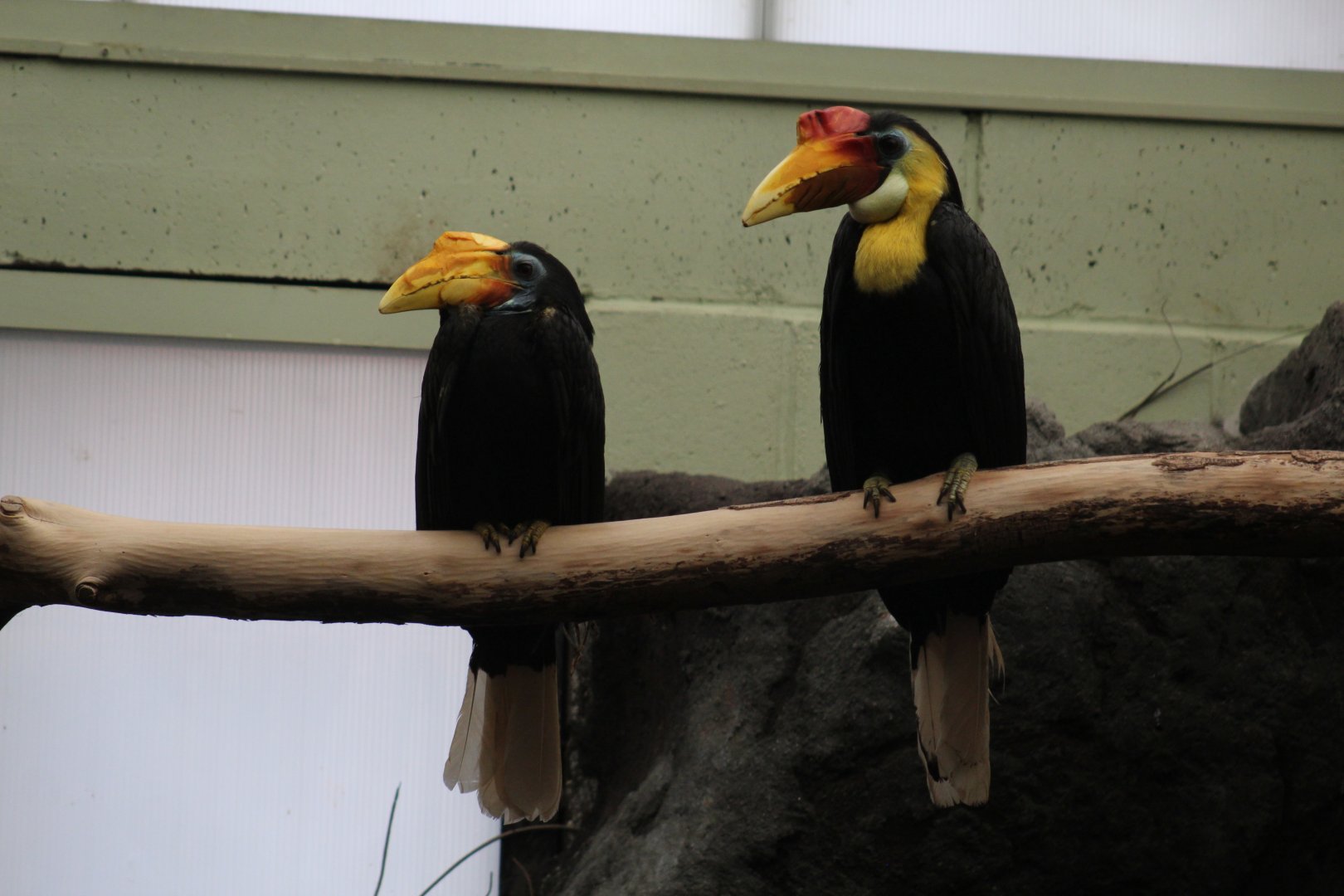 Sunda Wrinkled Hornbill