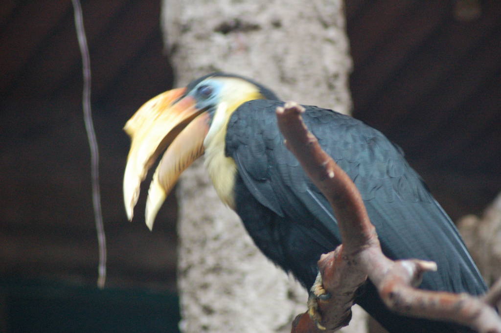 Sunda Wrinkled Hornbill