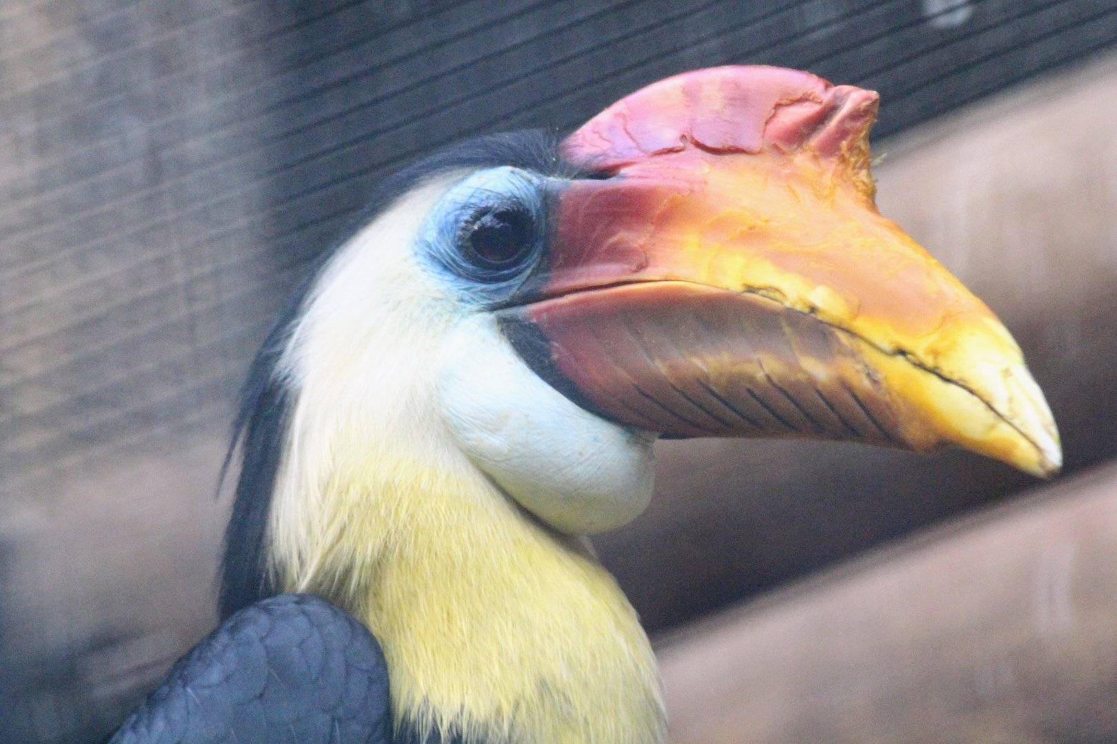 Sunda Wrinkled Hornbill