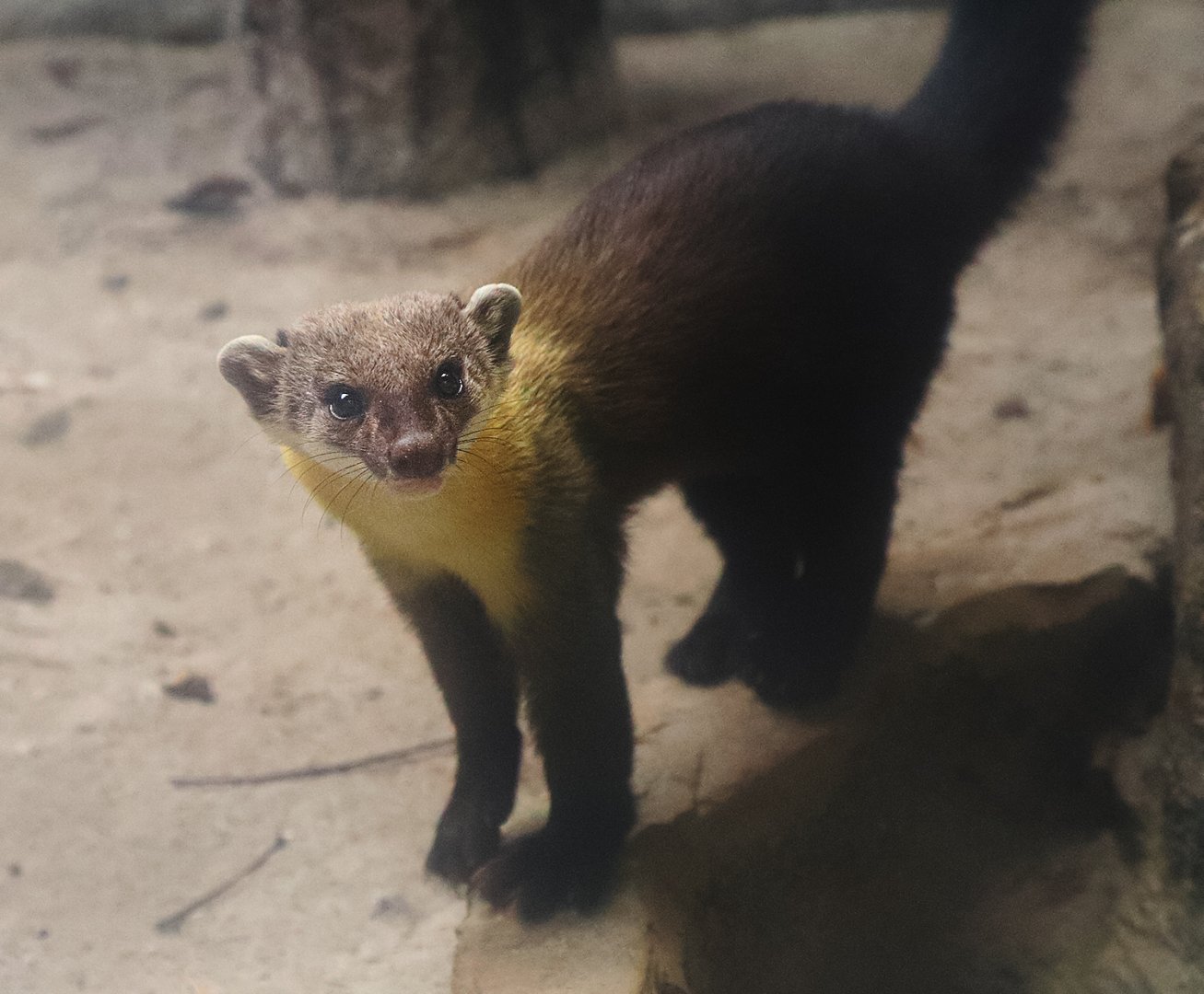 Sunda yellow-throated marten