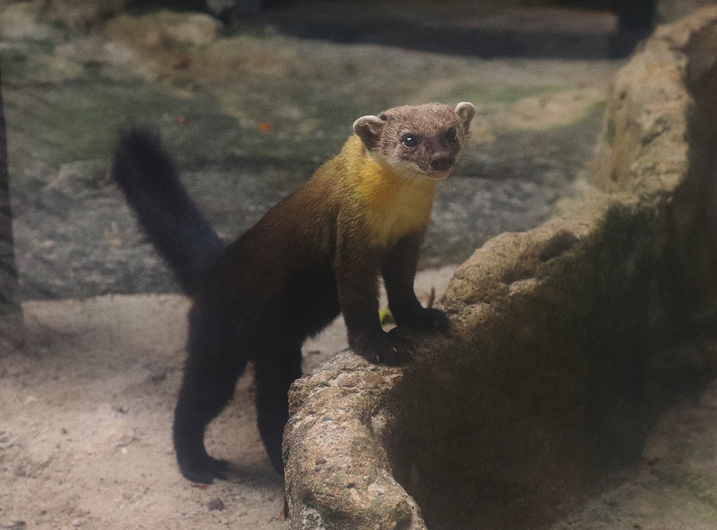 Sunda yellow-throated marten