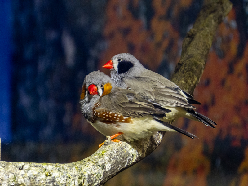Sunda zebra finch (Taeniopygia guttata)