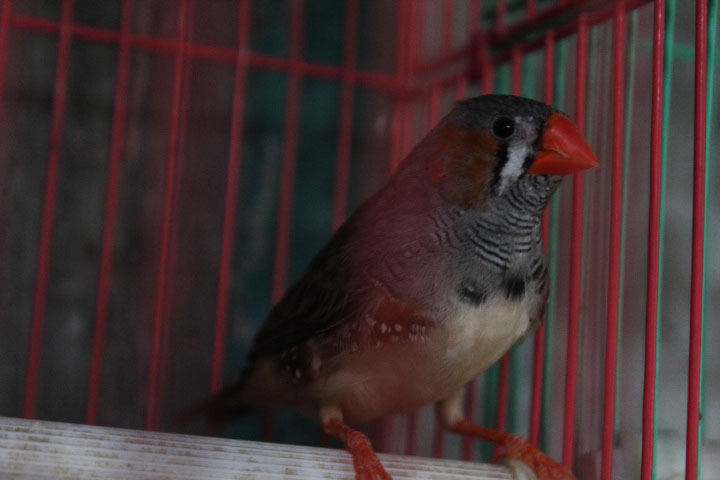 Sunda zebra finch (Taeniopygia guttata)