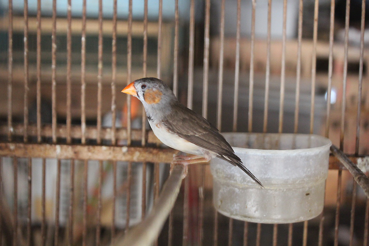 Sunda zebra finch (Taeniopygia guttata)