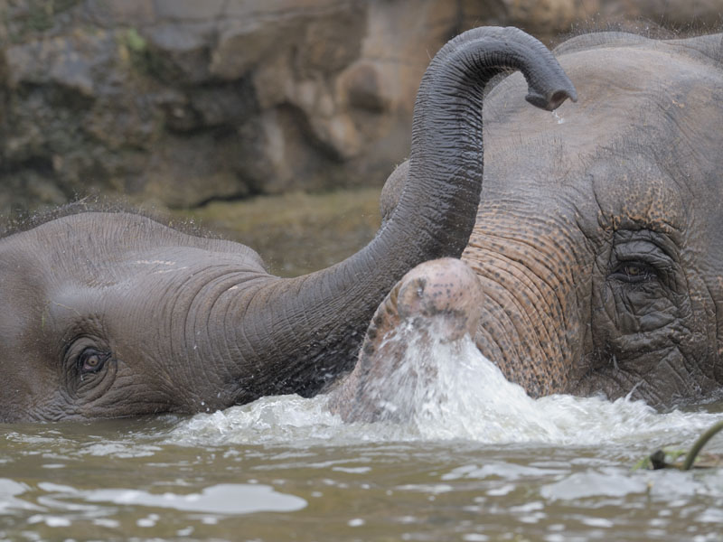 Sundara and Jangoli playing in pool