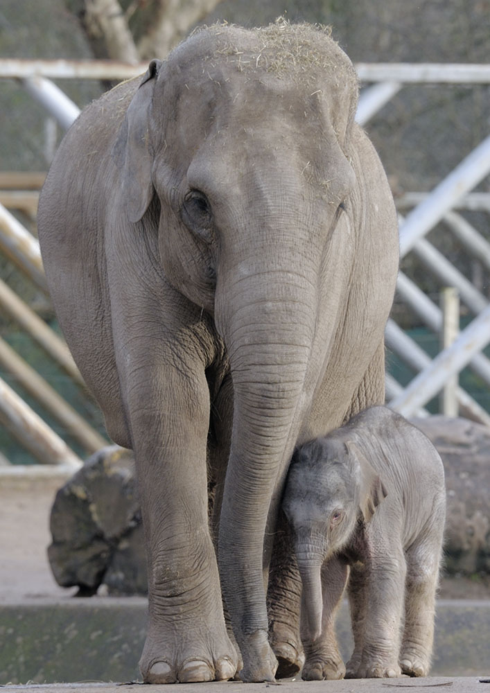 Sundara and new-born calf