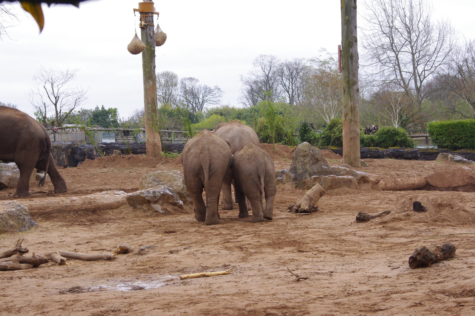 Sundara, Indali, Riva- Asian Elephants- 5/4/2023