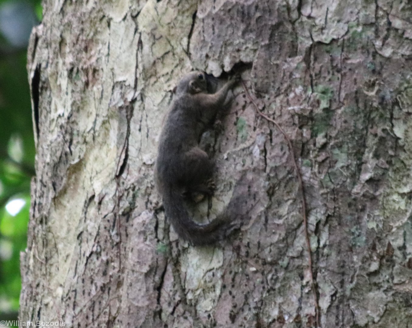 Sundasciurus - Slender Squirrel?