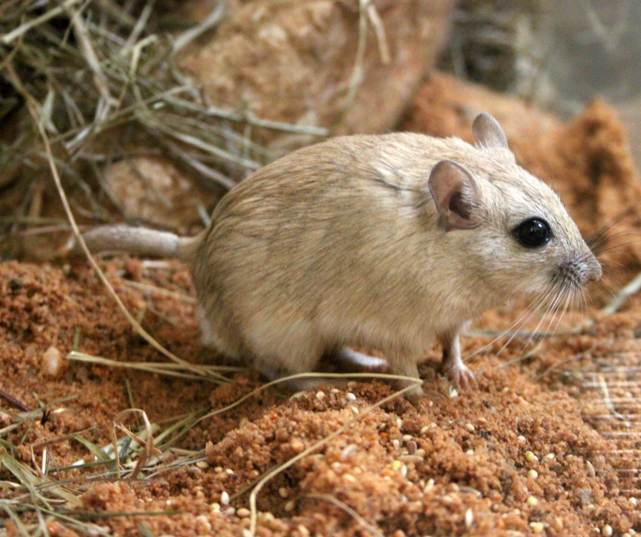 Sundevall's jird (Meriones crassus perpallidus)