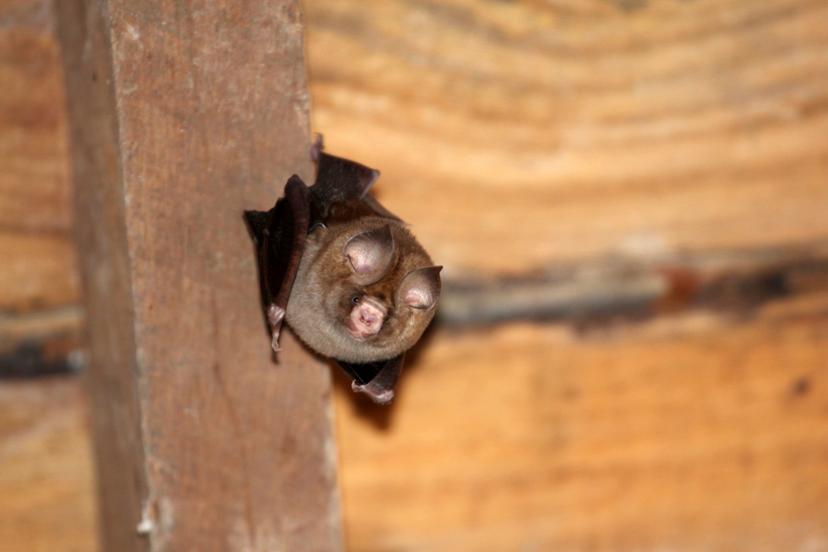 Sundevall's Roundleaf Bat (Hipposideros caffer)