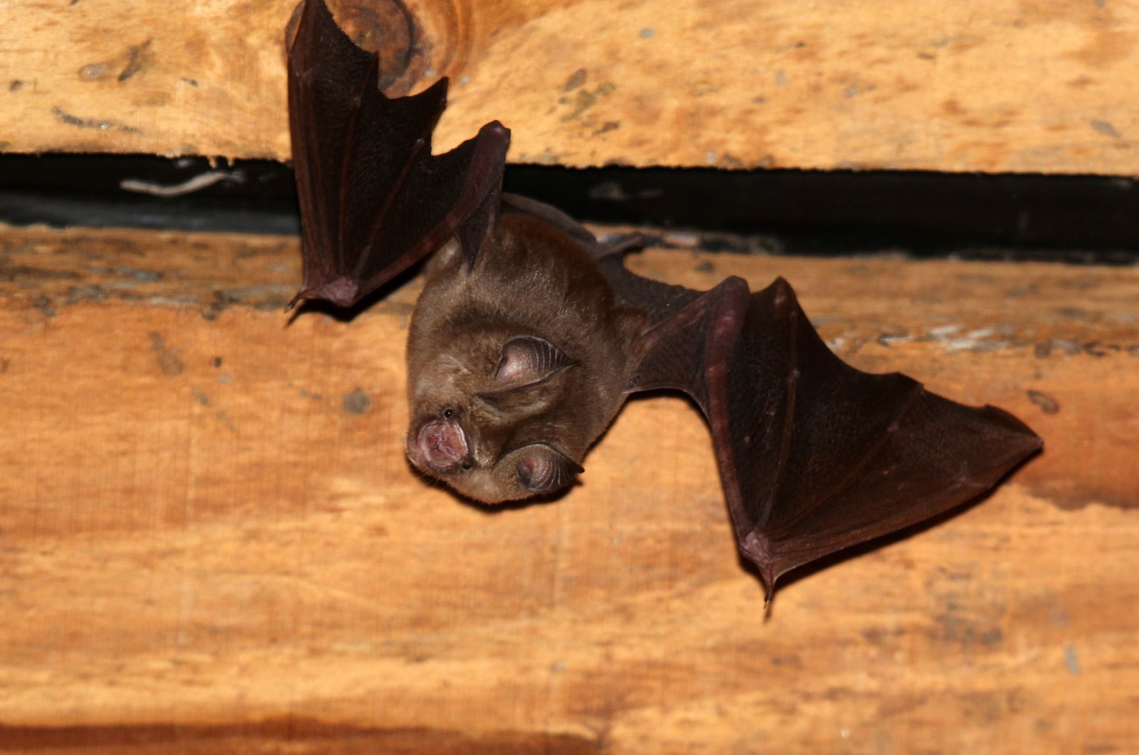 Sundevall's Roundleaf Bat (Hipposideros caffer)