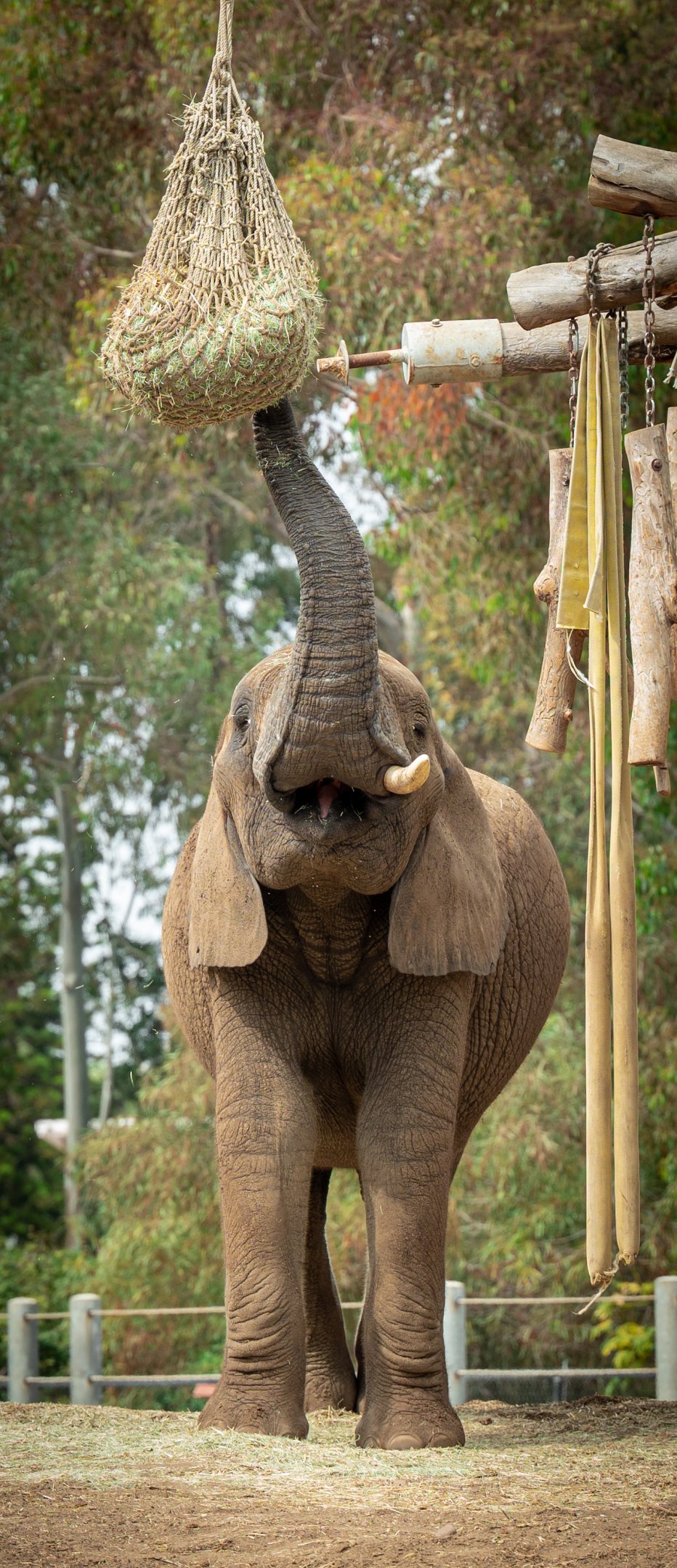 Sundzu the African Savanna Elephant