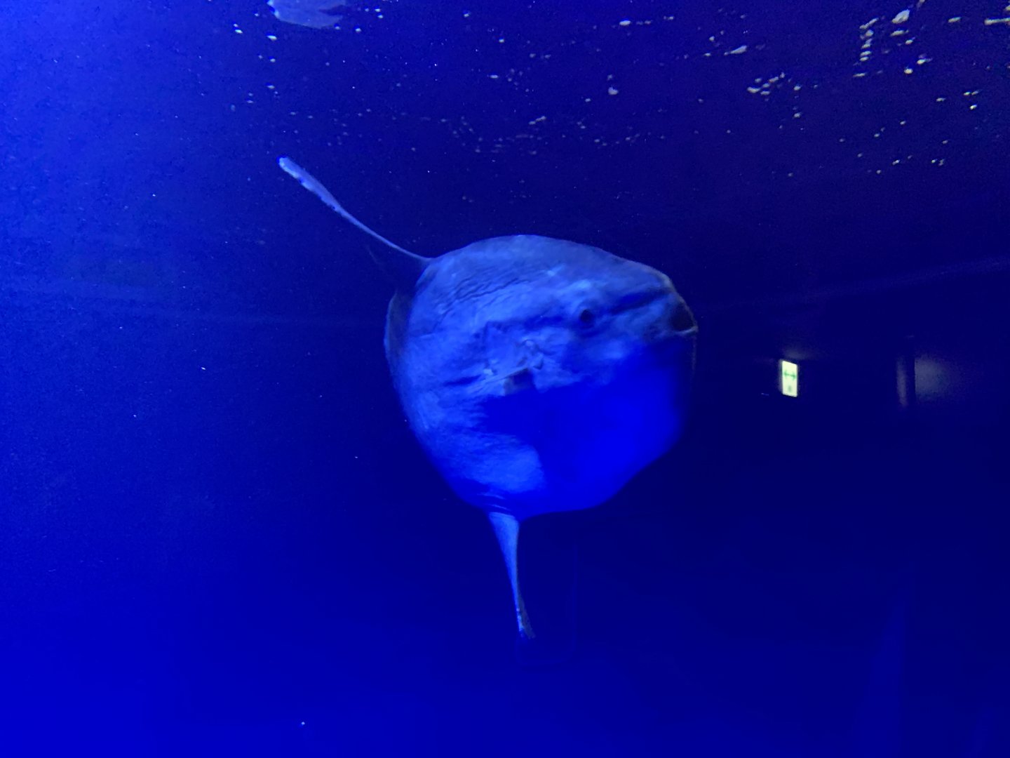 Sunfish