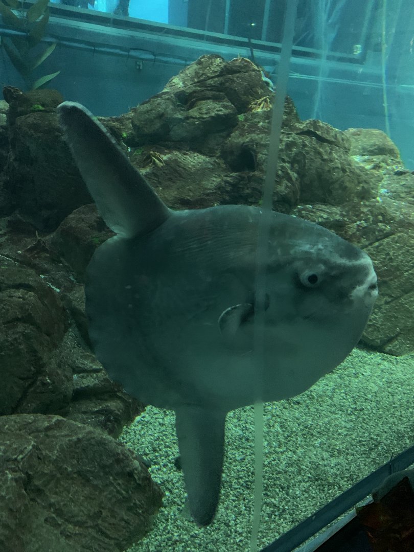 Sunfish
