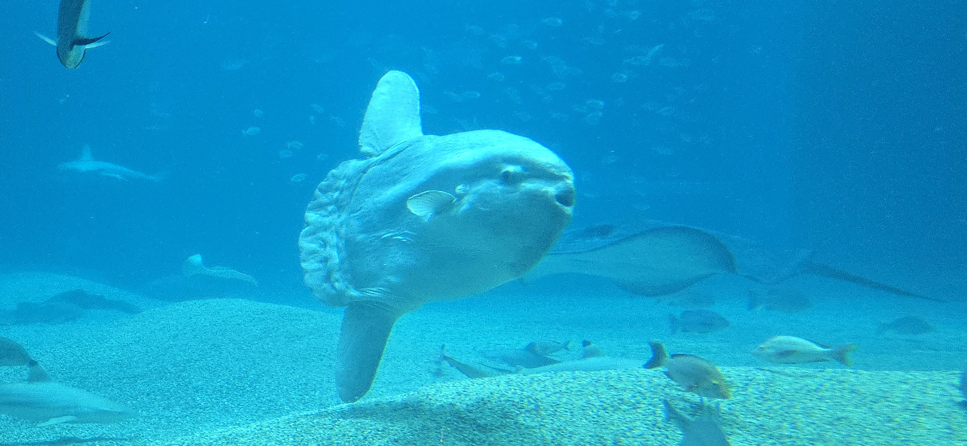 Sunfish