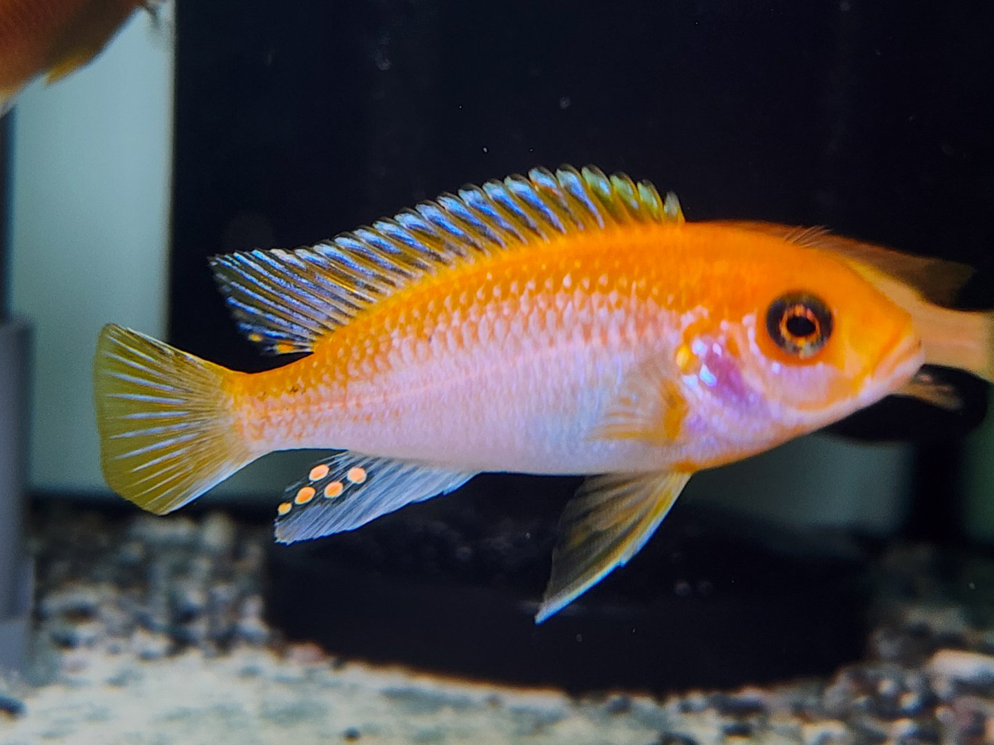 Sunflower Lab (Labidochromis sp. "hongi" Sunflower)