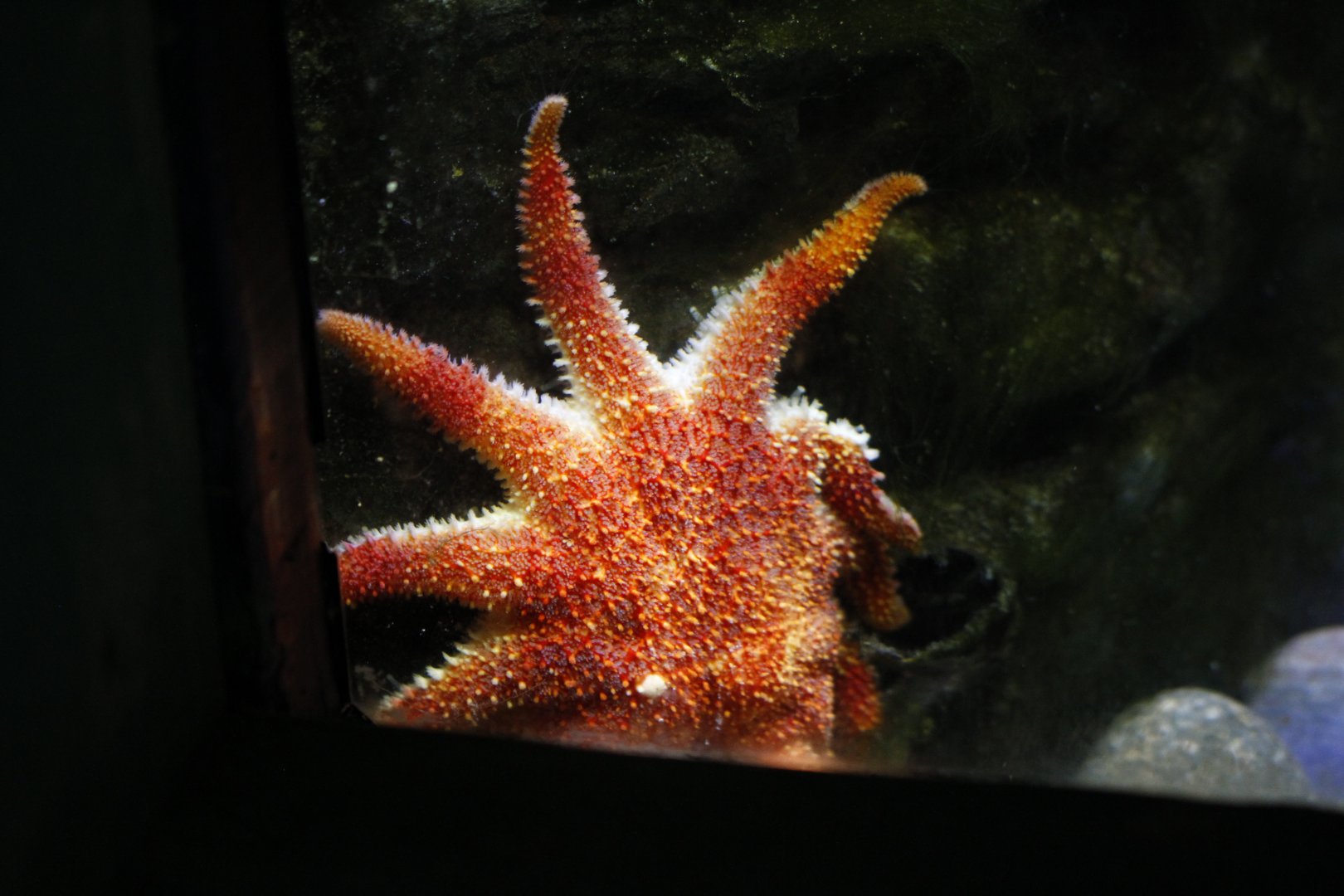Sunflower sea star (Pycnopodia helianthoides)