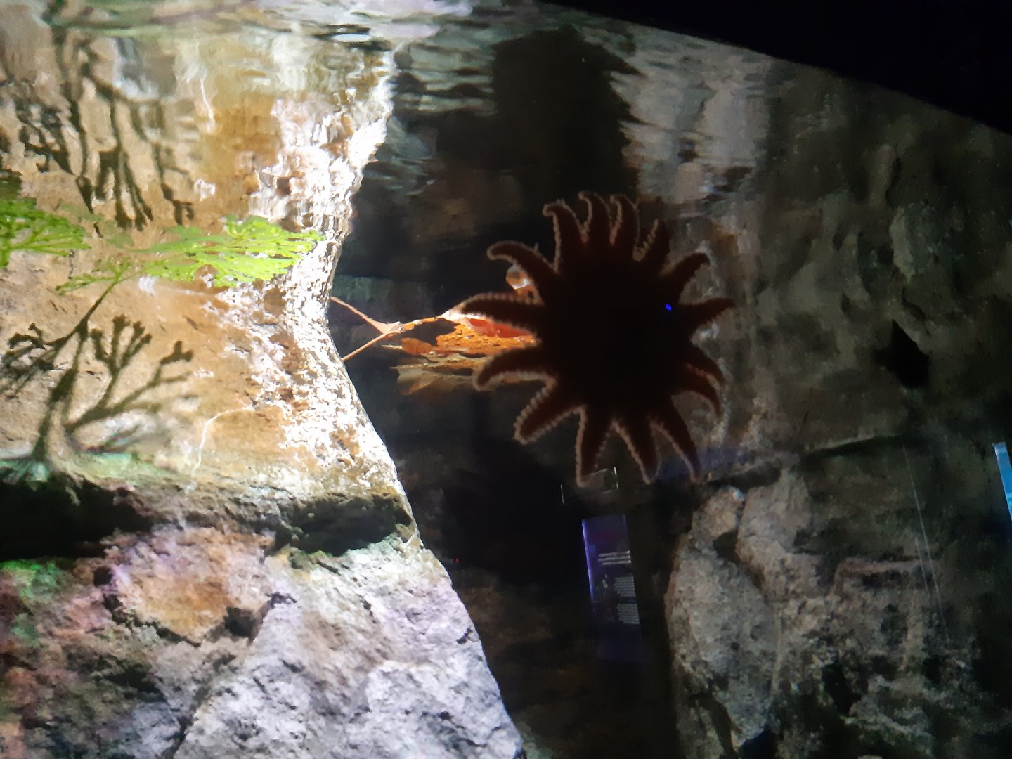 Sunflower Sea Star (Pycnopodia helianthoides)