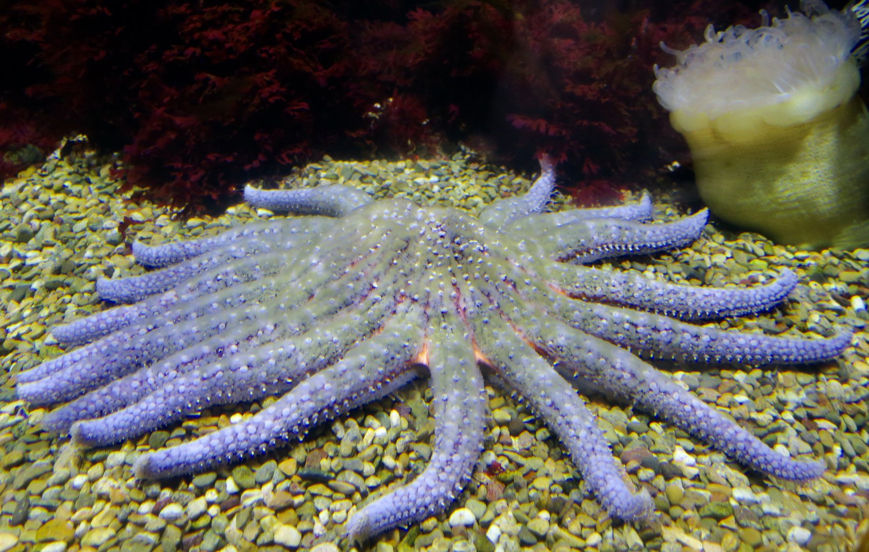 Sunflower Sea Star (Pycnopodia helianthoides)