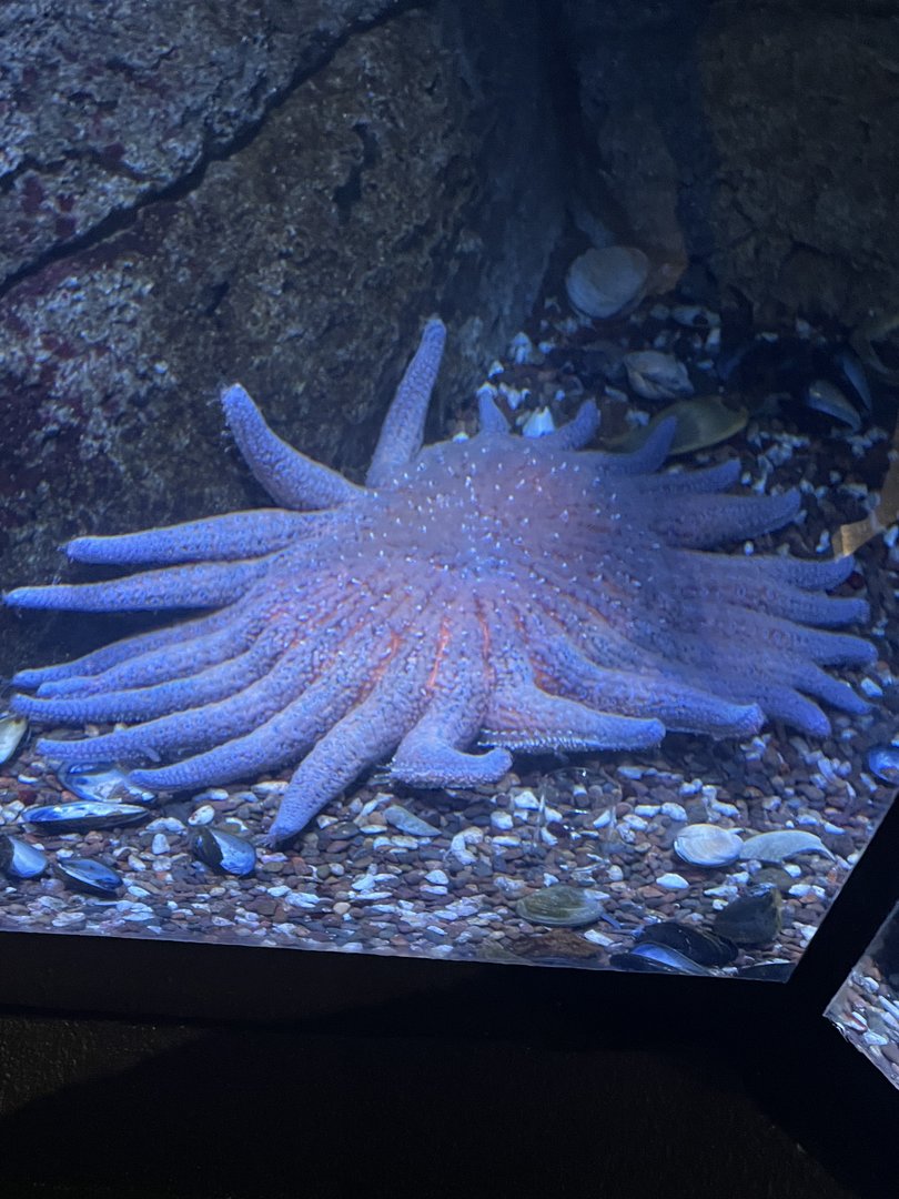 Sunflower Star