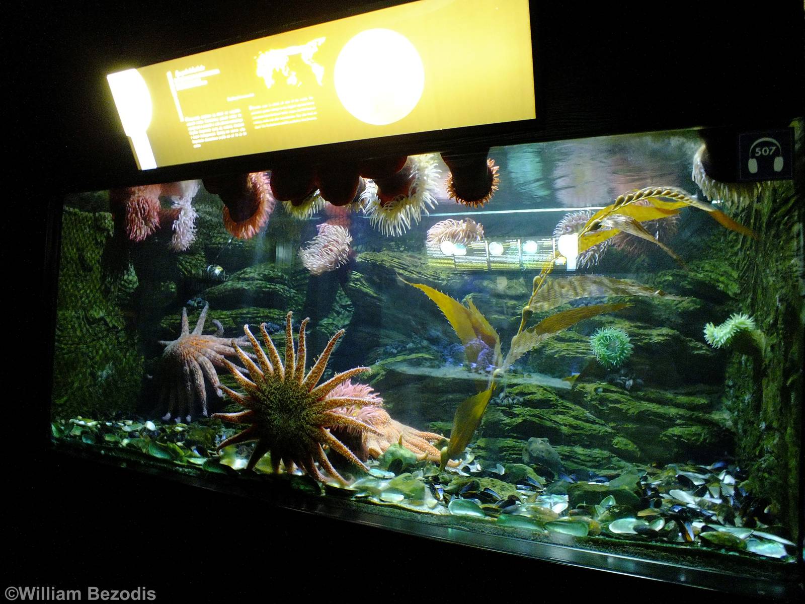 Sunflower Starfish Tank, with the Biggest Starfish I've Ever Seen! - Gdynia
