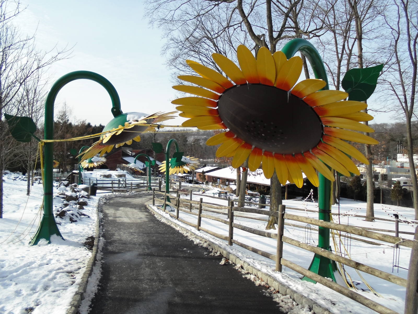 Sunflowers in Children's Area