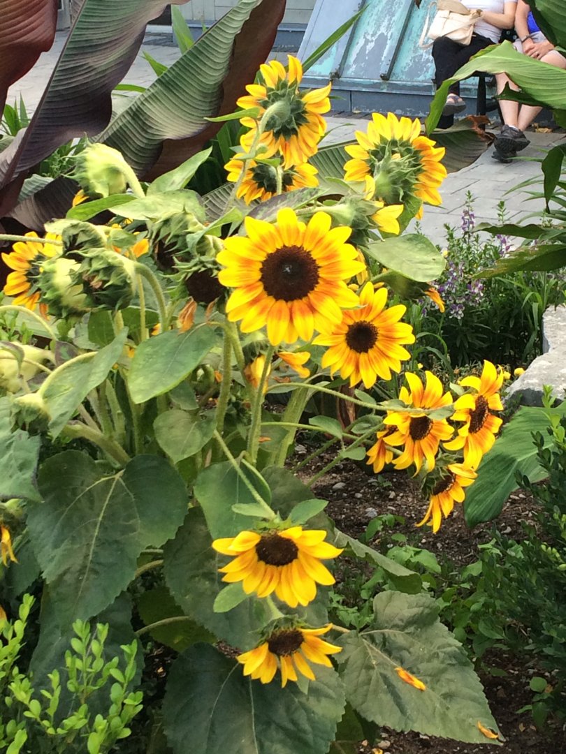 Sunflowers in the garden