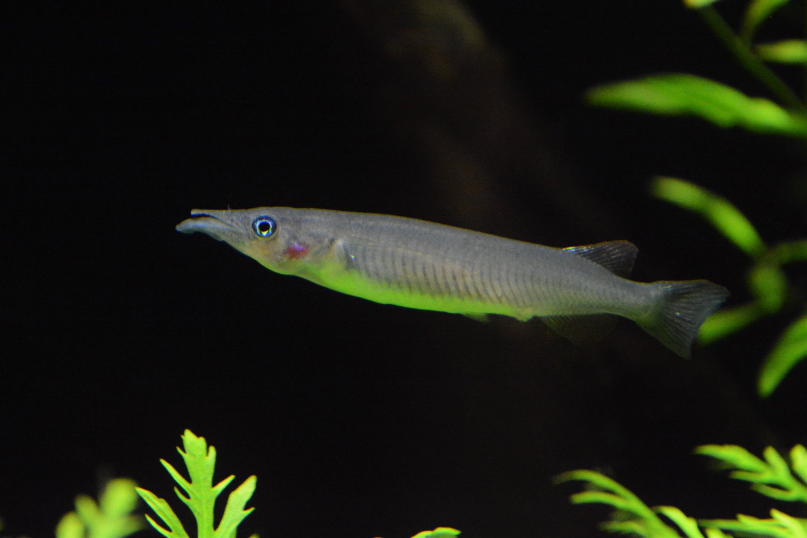 Sungai Lembo halfbeak (Nomorhamphus sp. 'Sungai Lembo')