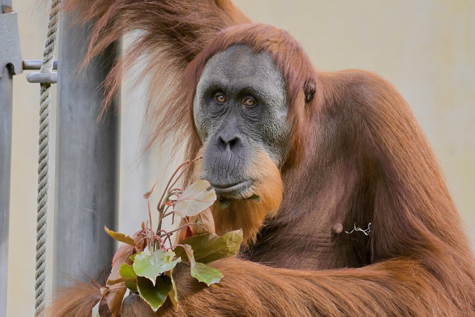 Sungai-Sumatran Orangutan-2025