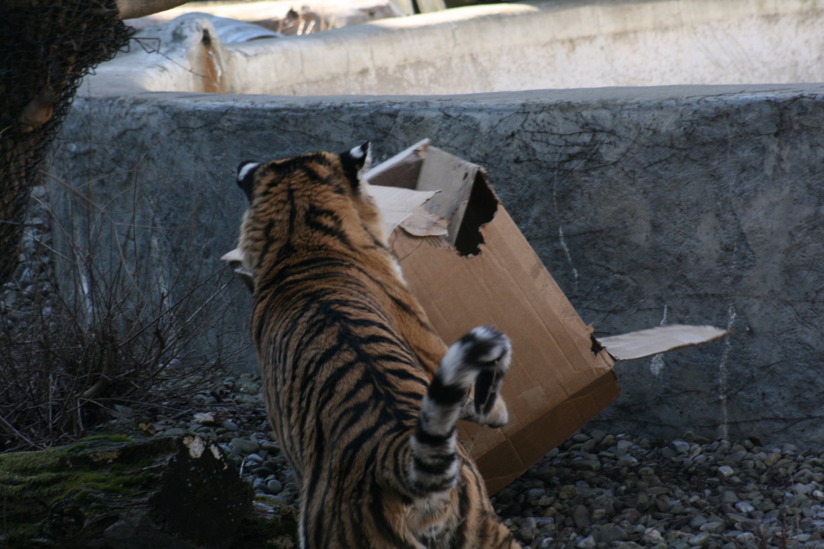 Sungari the Amur Tiger