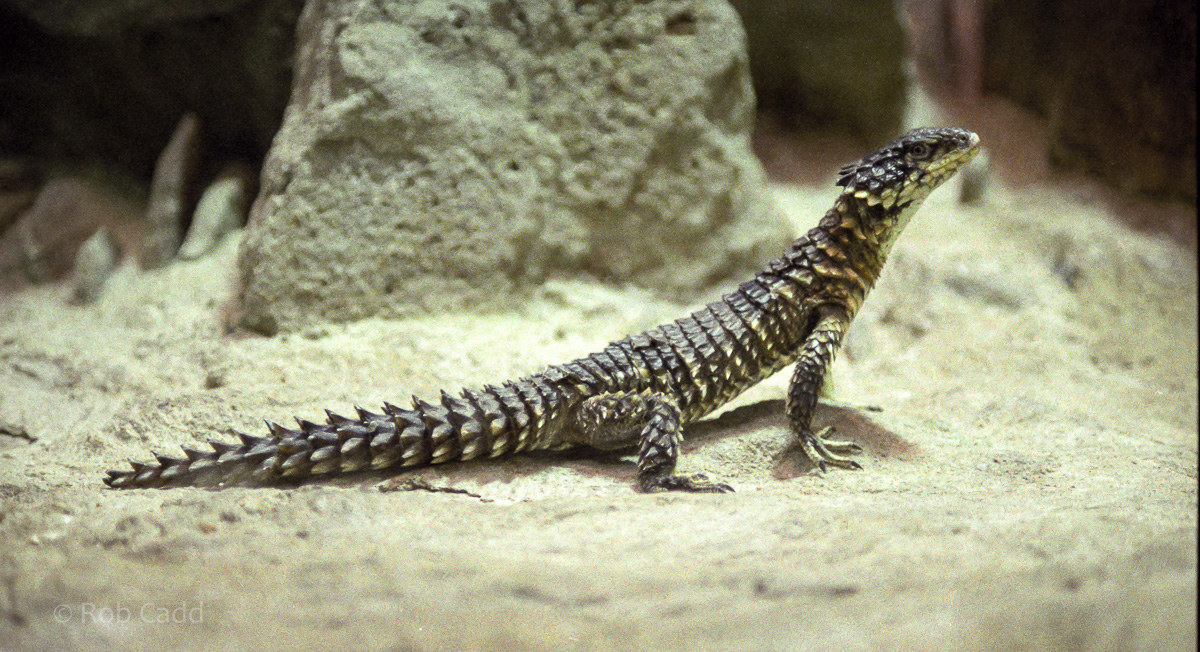 Sungazer : London : 1983