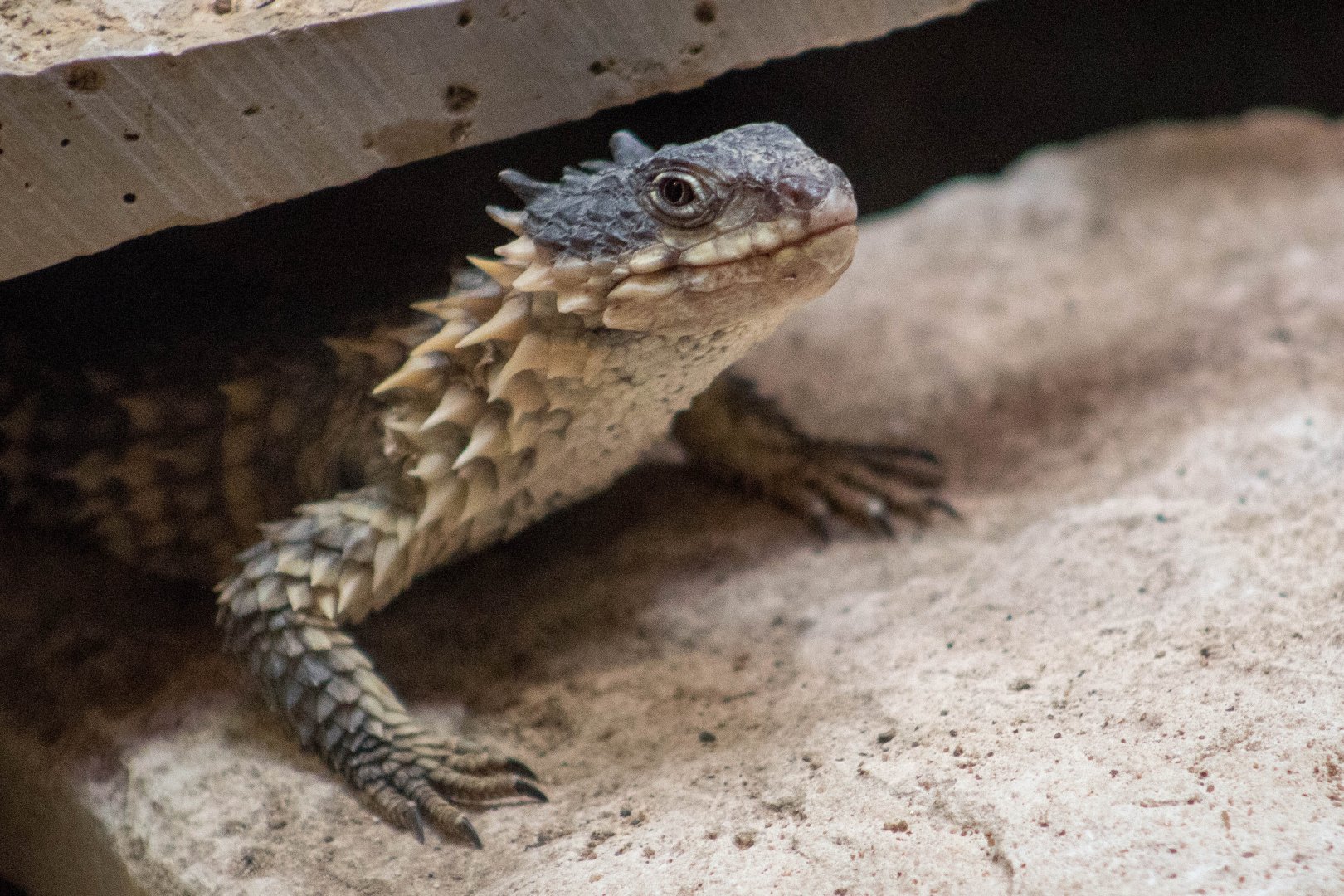 Sungazer (Reptilandia)