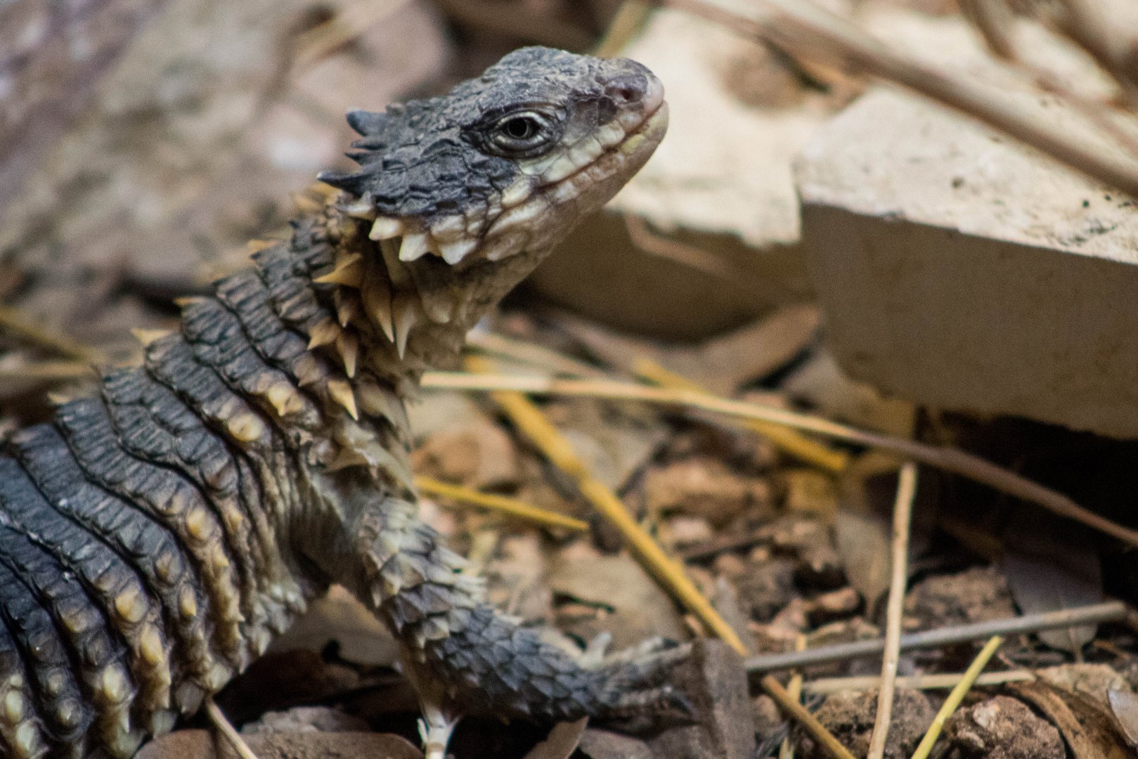 Sungazer (Reptilandia)