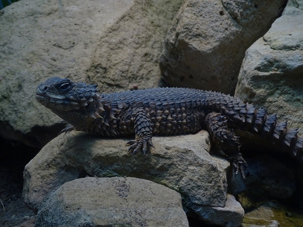 Sungazer (Smaug giganteus)