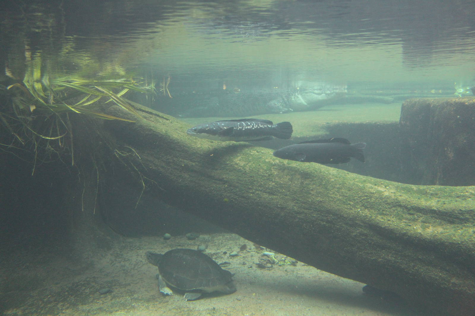 Sungei Buaya exhibit