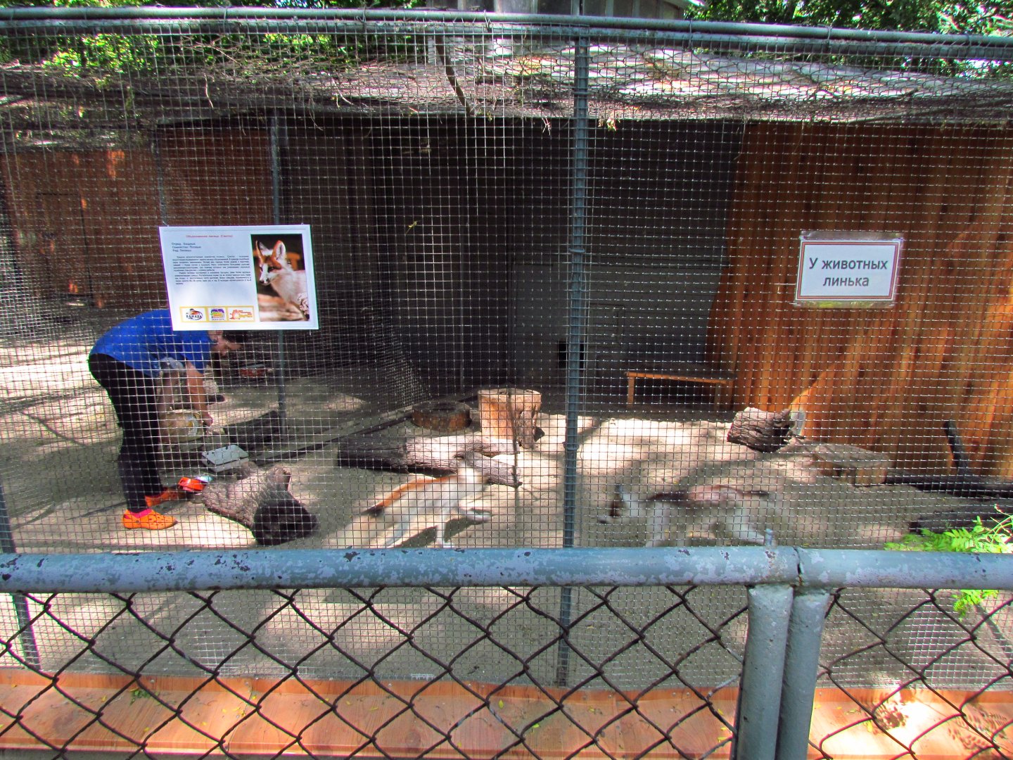 Sunglow fox exhibit