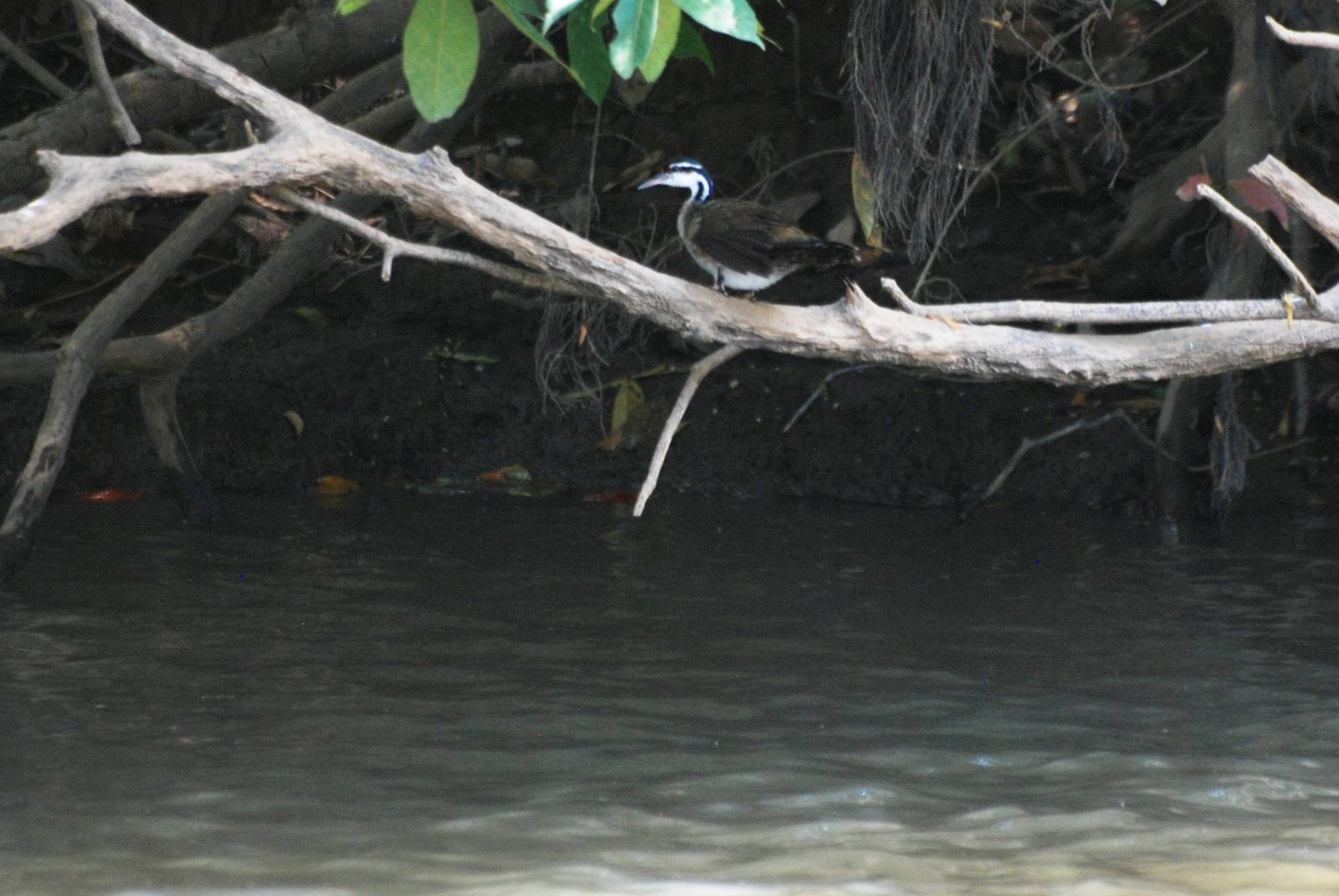 Sungrebe in Ca?o Negro, 17/04/14