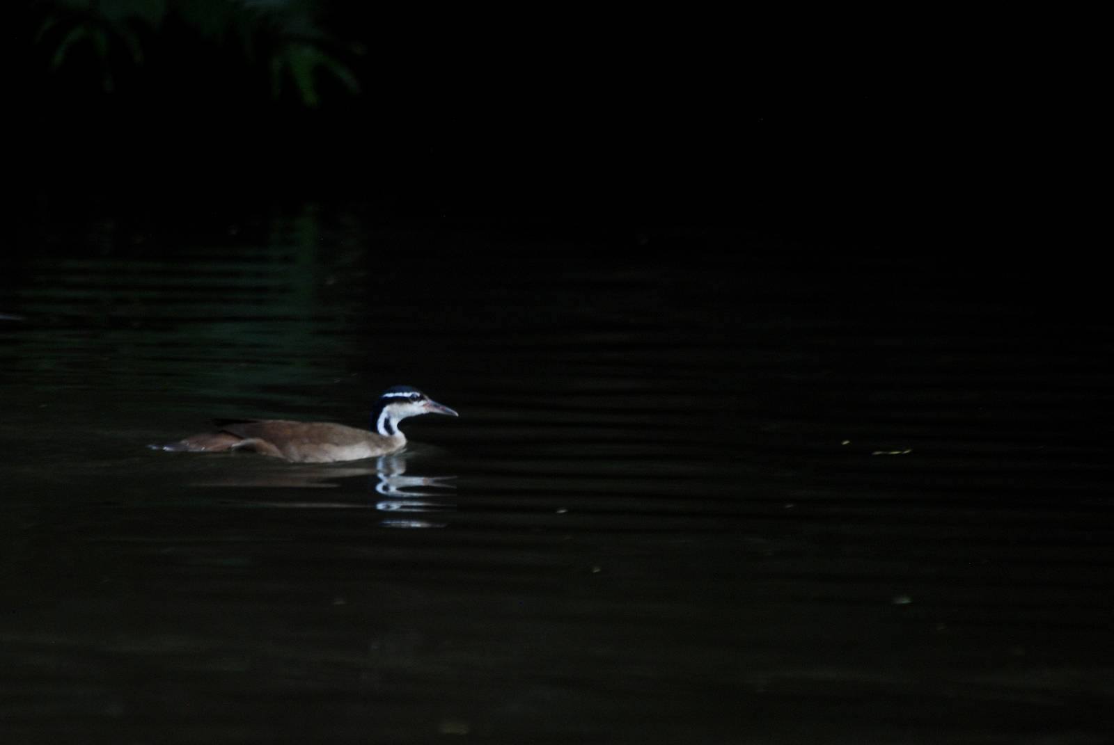 Sungrebe in Tortuguero, 13/04/14