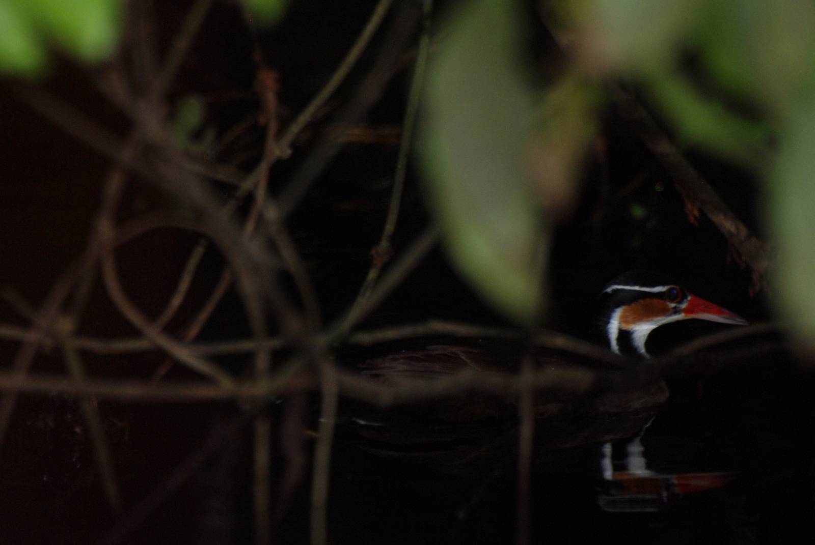 Sungrebe in Tortuguero, 13/04/14