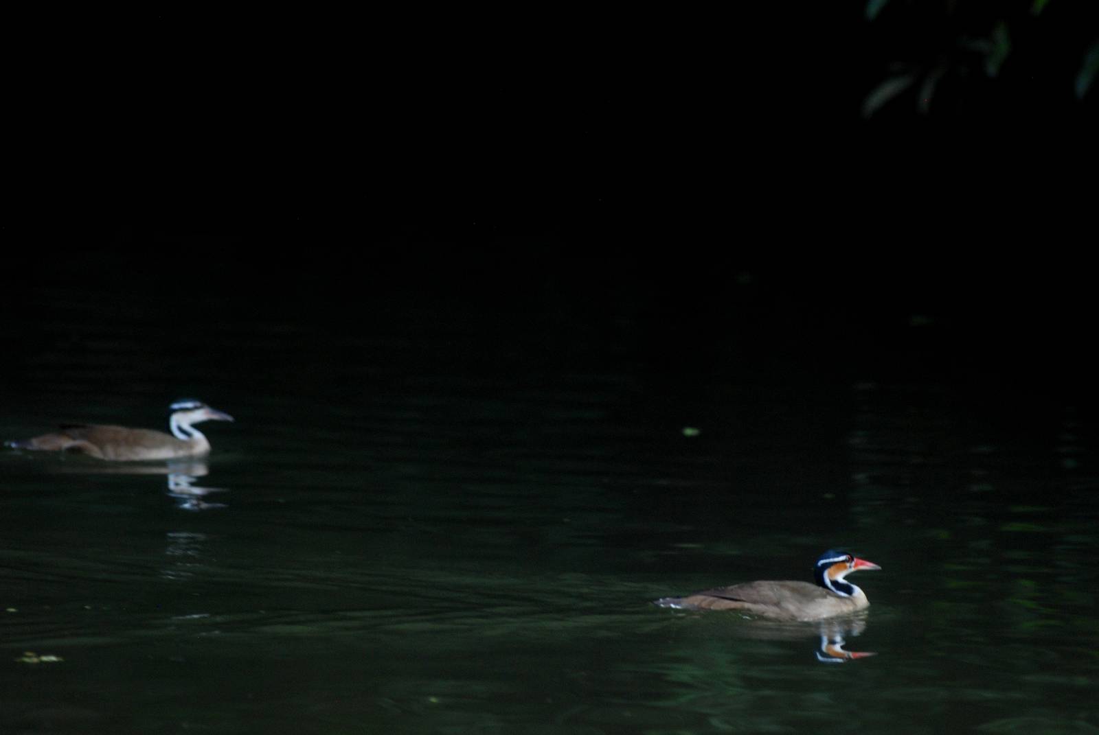 Sungrebe Pair in Tortuguero, 13/04/14