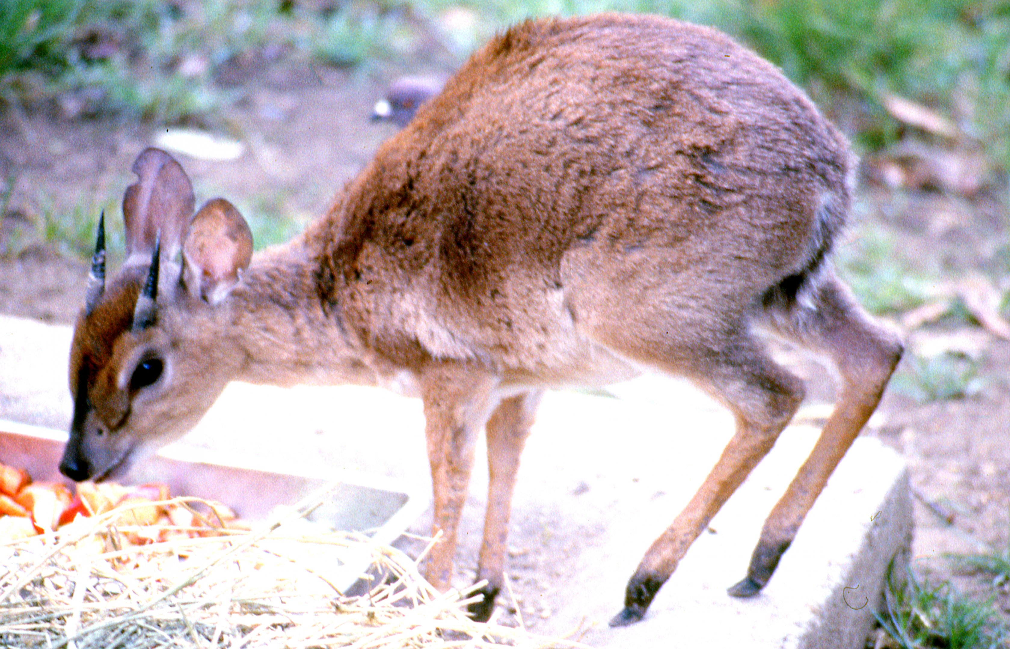 Suni antelope; San Diego; October 1987
