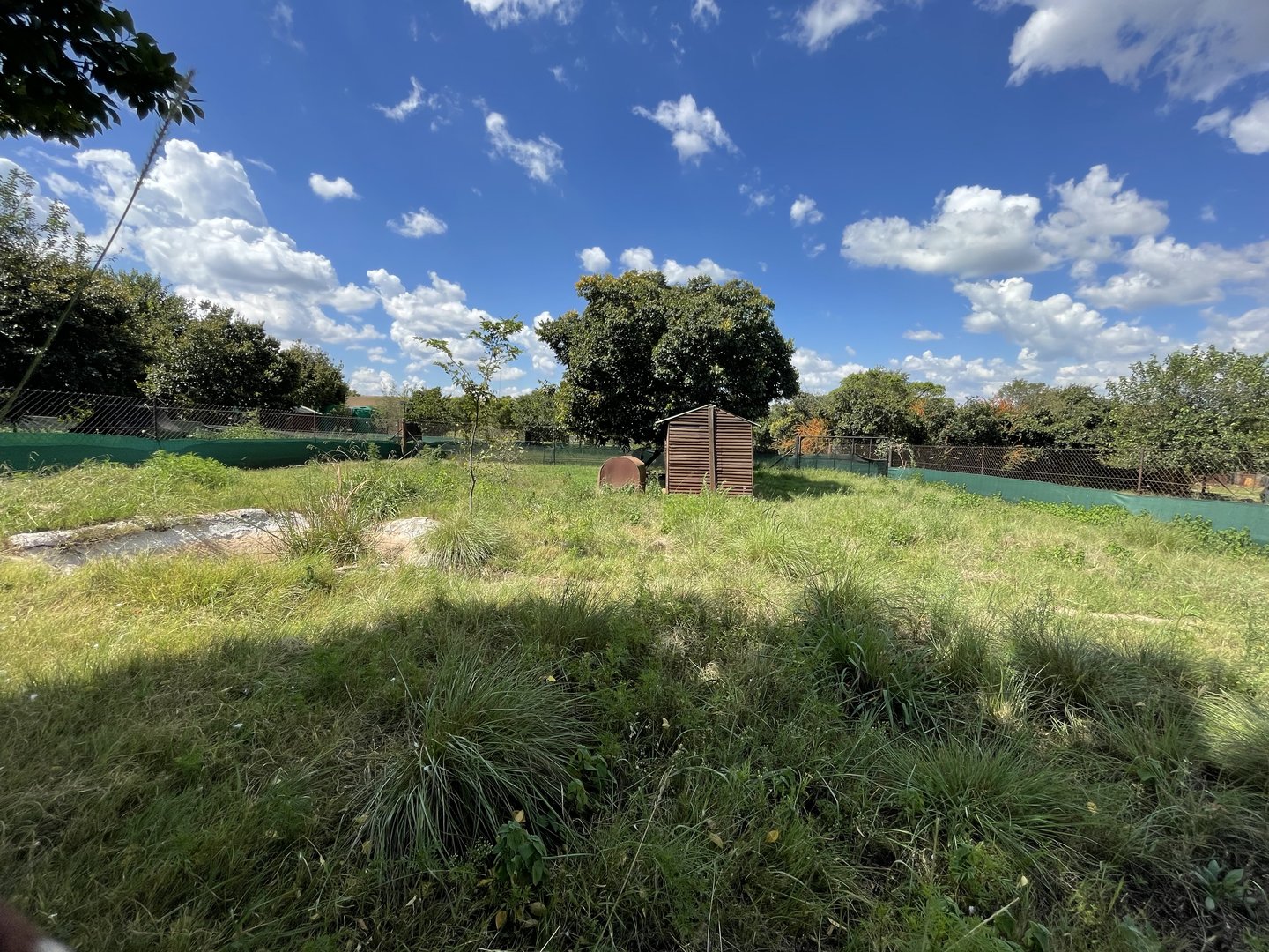 Suni Enclosure (Neotragus moschatus)