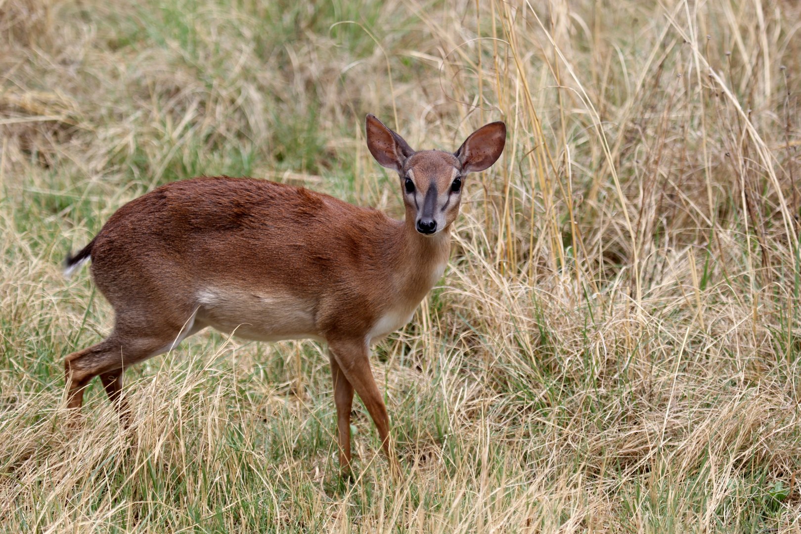 Suni (Neotragus moschatus) female