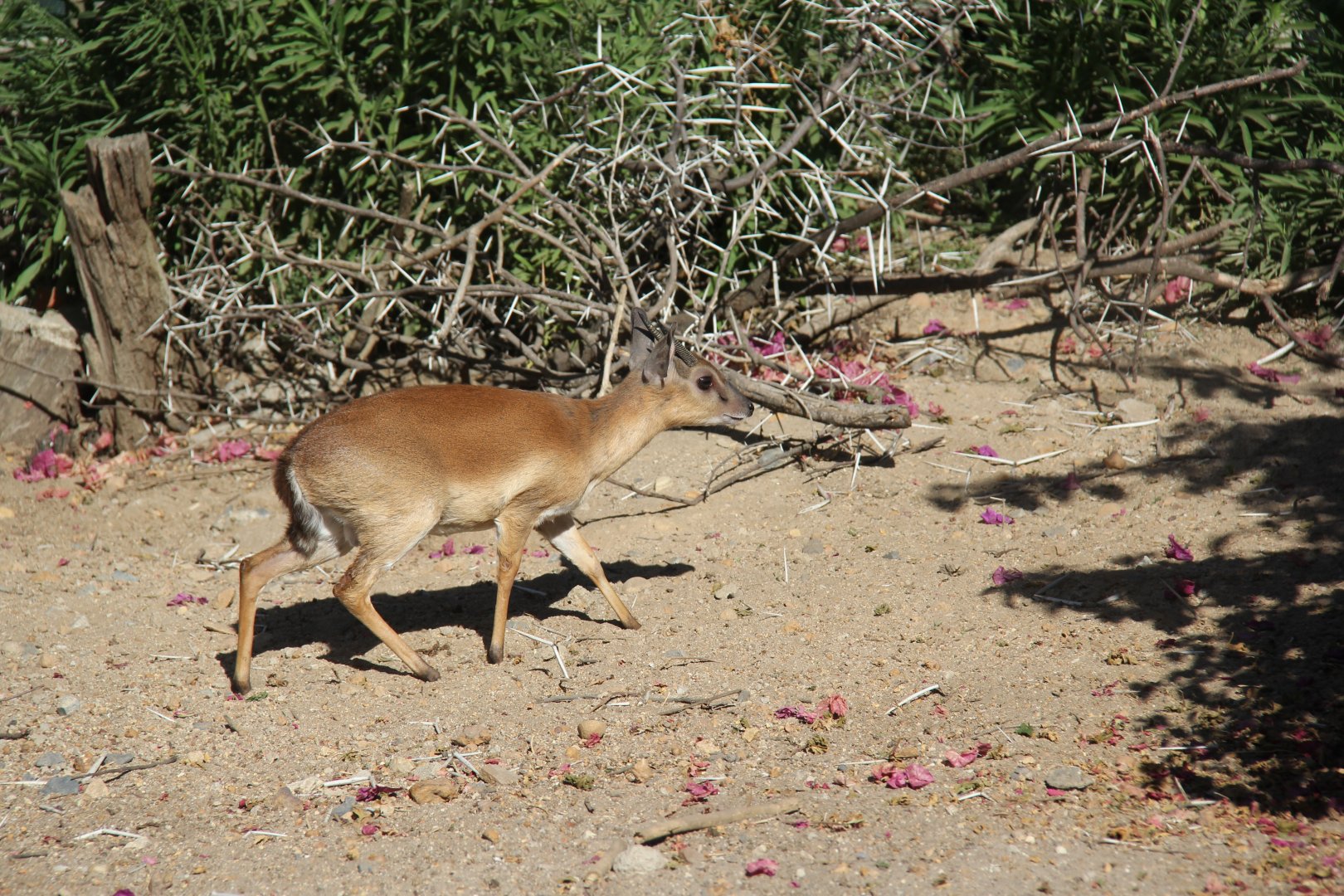 Suni (Neotragus moschatus)